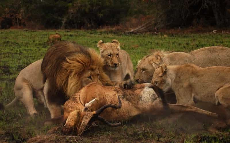 Billet Réserve privée Schotia Safaris : Port Elizabeth