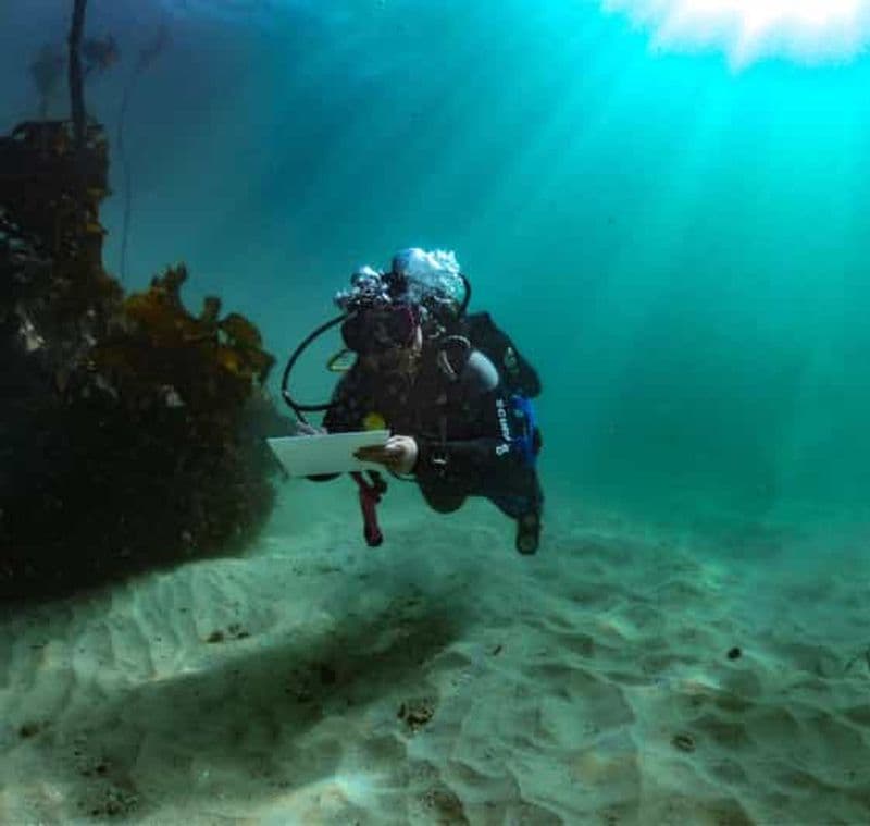 Billet Le Cap : plongée sous-marine à la recherche des requins