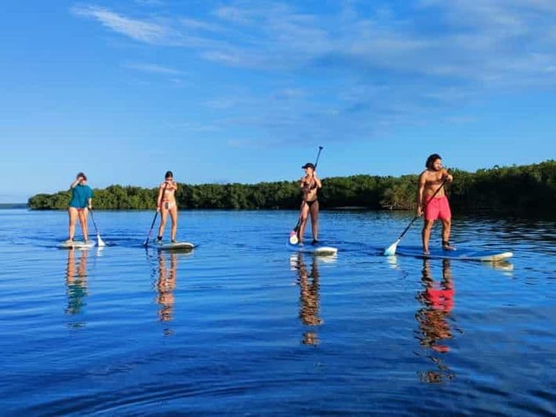 Billet Guadeloupe : expérience de stand up paddle dans la mangrove