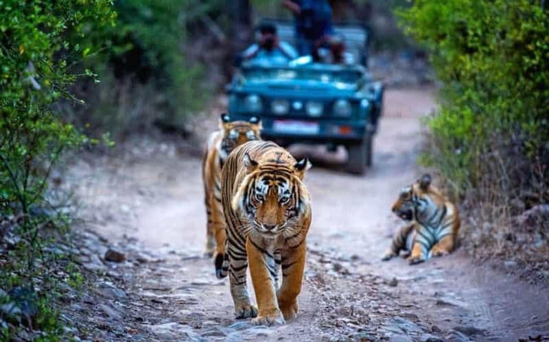 Billet Au départ de Delhi : excursion d'une journée au parc national de Ranthambore avec safari