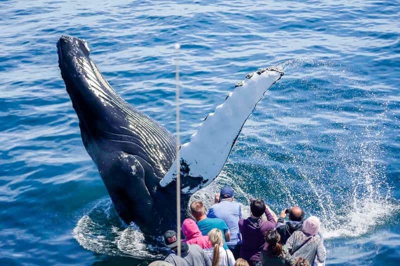 Billet Boston : City Cruises Croisière d'observation des baleines