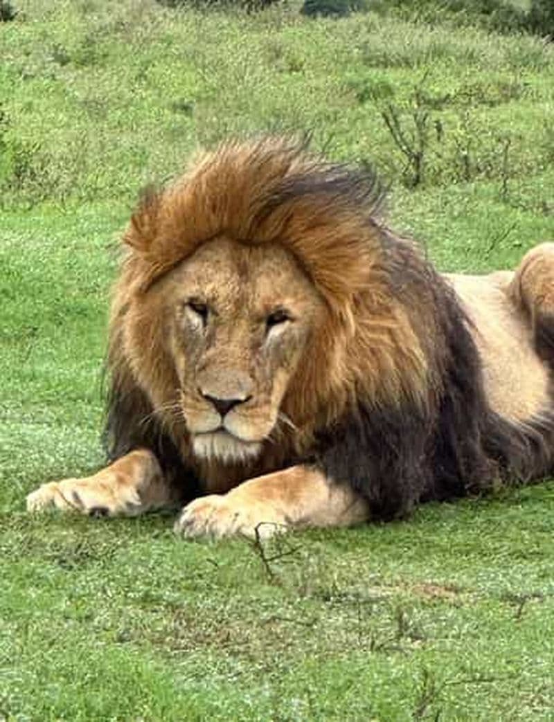 Billet Port Elizabeth : Safari dans la réserve de Schotia avec prise en charge à Port Elizabeth