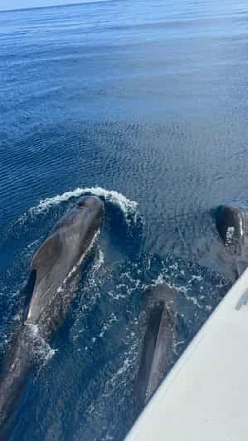 Billet Martinique: Excursion observation de Dauphin et snorkeling avec les tortues