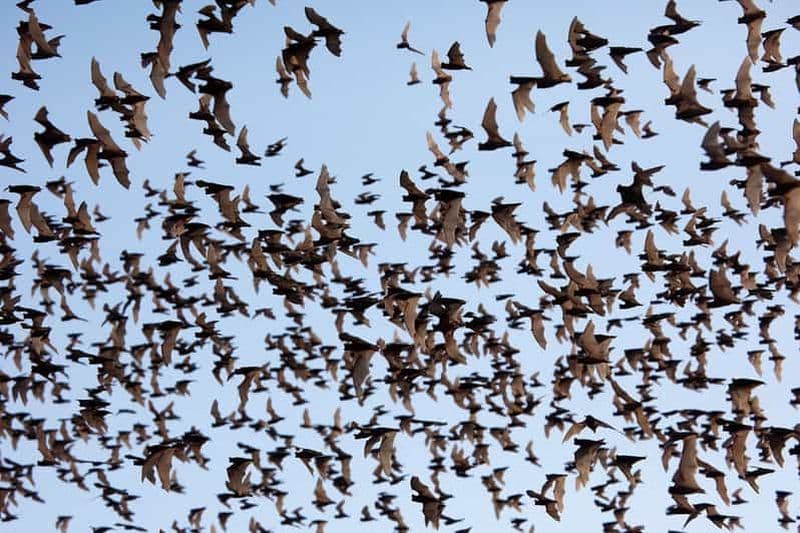 Billet Une journée TukTuk Handicrafts Bambootrain Killing&BatCaves,Sunset