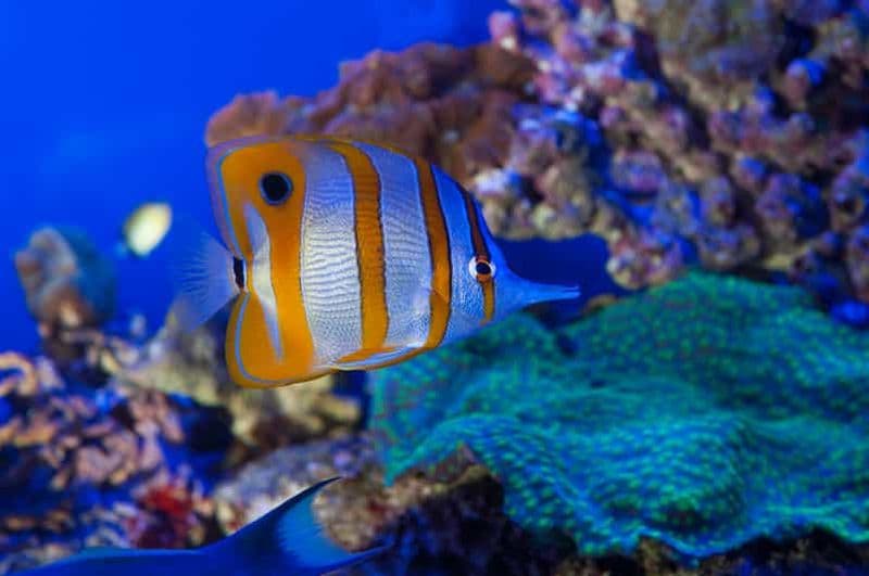 Billet Gênes : Billets d'entrée pour l'aquarium, le musée de Galata et le sous-marin