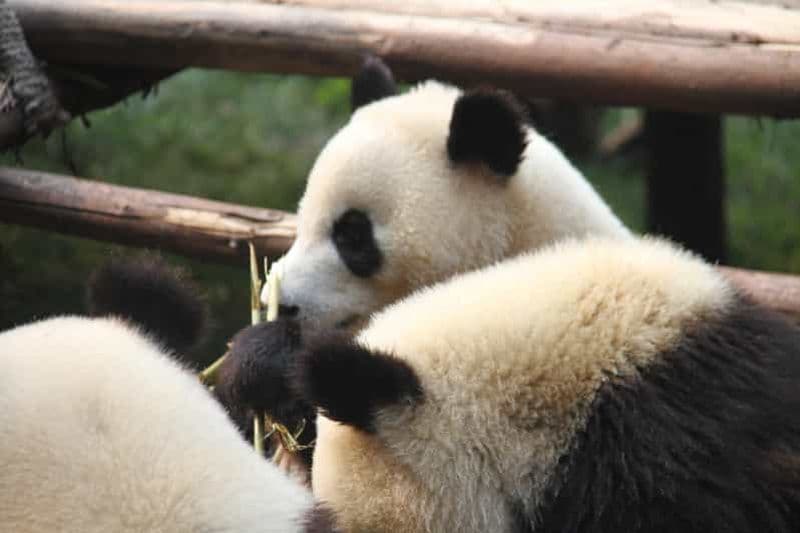 Billet Chengdu : visite en petit groupe, pandas, bouddha et mont Qingcheng