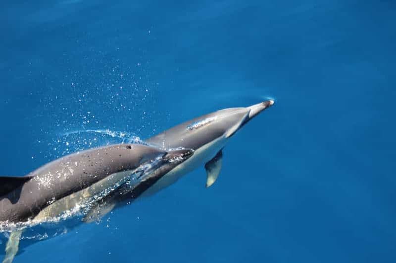 Billet Nager avec les dauphins sur l'île de Terceira