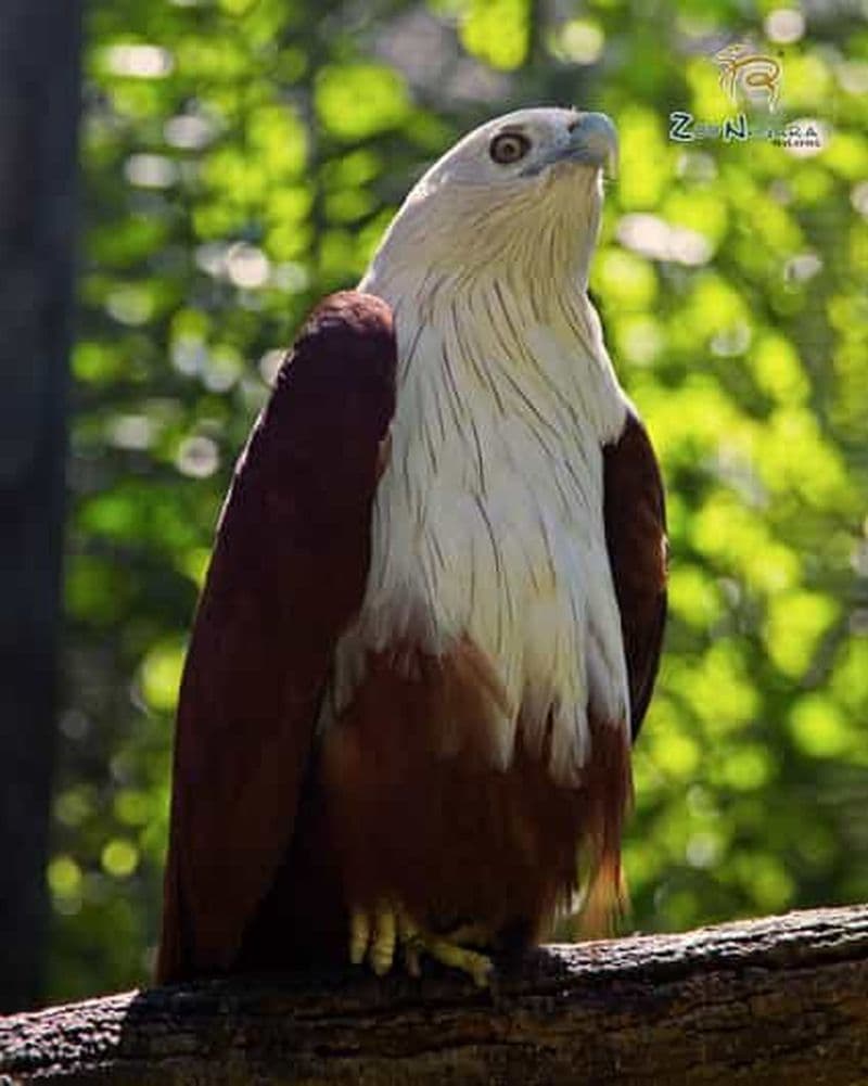 Billet Selangor : billet électronique pour le Zoo Negara