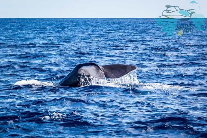 Billet Terceira : Observation des baleines et des dauphins en bateau Zodiac