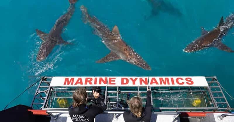 Billet Le Cap : Croisière écologique de plongée dans les cages à requins à Gansbaai