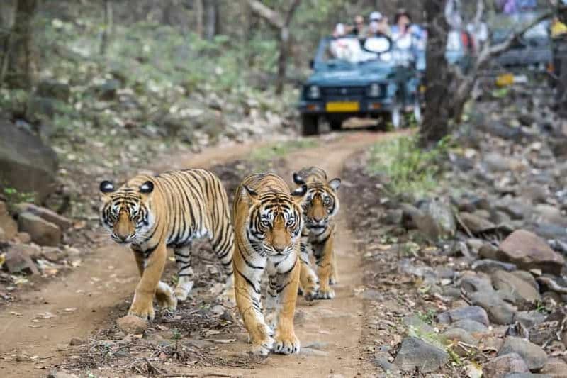 Billet Depuis Delhi : 7 jours au Triangle d'Or et safari des tigres à Ranthambore