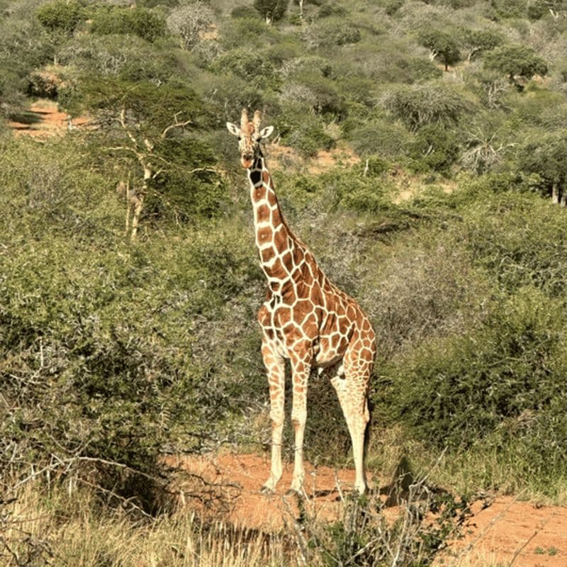 Billet Safari dans la réserve de Bandia et bateau sur la lagune de Somone