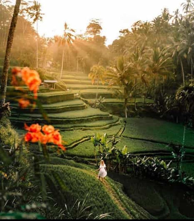Billet Ubud : Rizière, forêt de singes et cascade visite privée