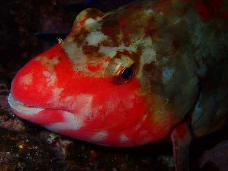 Billet ESSAYEZ LA PLONGÉE SOUS-MARINE