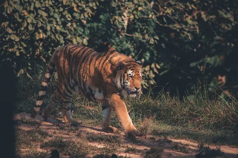 Billet Au départ de Delhi : Circuit de 2 jours en voiture pour le safari des tigres de Jim Corbett