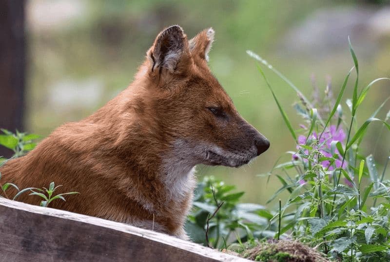 Billet Rovaniemi : l'expérience du parc animalier de Ranua