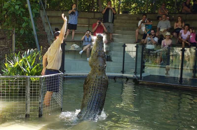 Billet Kuranda et Hartley's Crocodile Adventures