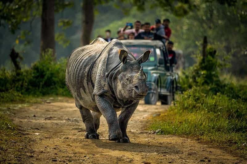 Billet Depuis Katmandou/Pokhara : 3 jours de safari tout compris à Chitwan