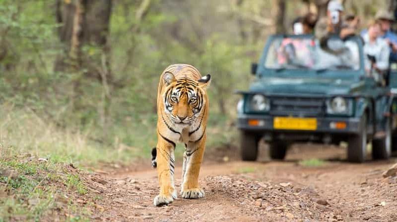 Billet Au départ de Delhi : circuit de 4 jours dans le Triangle d'Or avec safari tigre