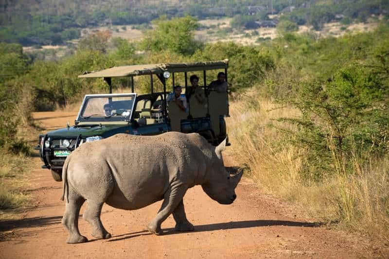 Billet Depuis Johannesburg : Safari dans la réserve naturelle du Pilanesberg