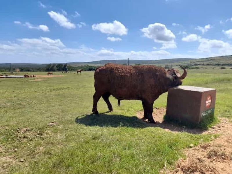 Billet Port Elizabeth : Excursion à terre et safari au parc des éléphants d'Addo