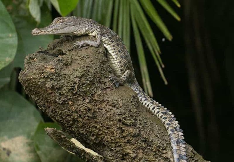Billet Au départ de Cairns : Visite des gorges de Mossman et croisière dans la forêt tropicale de Daintree