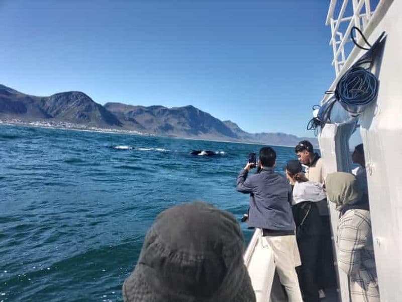 Billet Visite privée : Hermanus- Observation des baleines en bateau