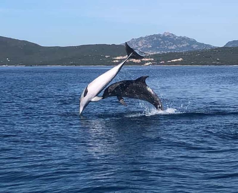 Billet Golfo Aranci : excursion écologique en bateau pour observer les dauphins