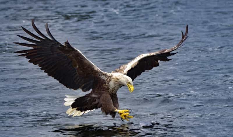 Billet Glenfinnan : croisière sur le Loch Shiel Glenfinnan jusqu'à la région de Gaskan