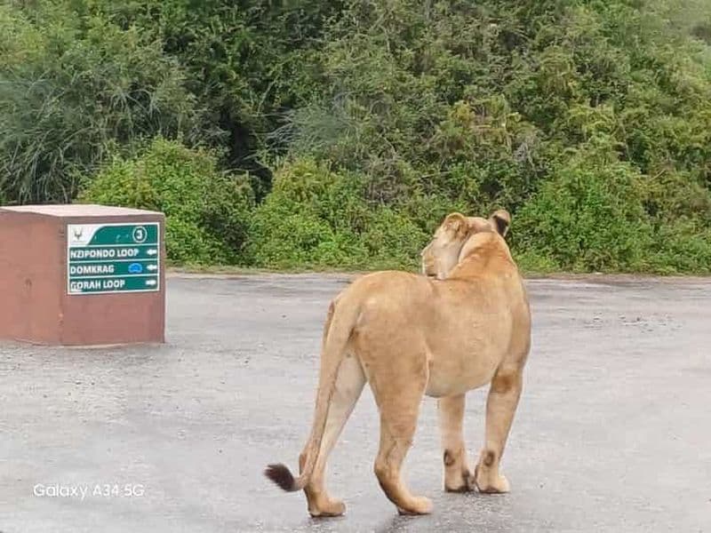 Billet : Safari au parc national des éléphants d'Addo - demi-journée