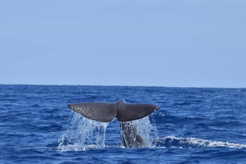 Billet Velas : Au cœur des Açores avec les baleines et les dauphins
