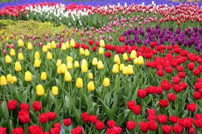 Billet Au départ d'Amsterdam : Visite privée du Keukenhof et de Madurodam