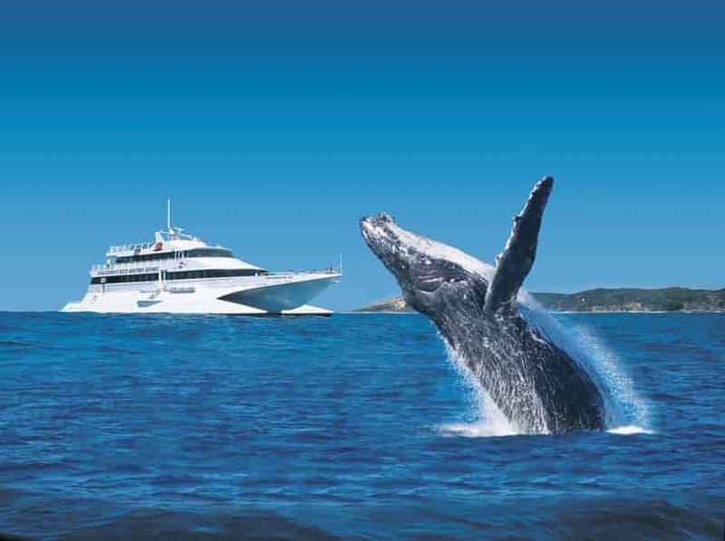 Billet Moreton Island : Excursion d'une journée à Tangalooma et croisière d'observation des baleines