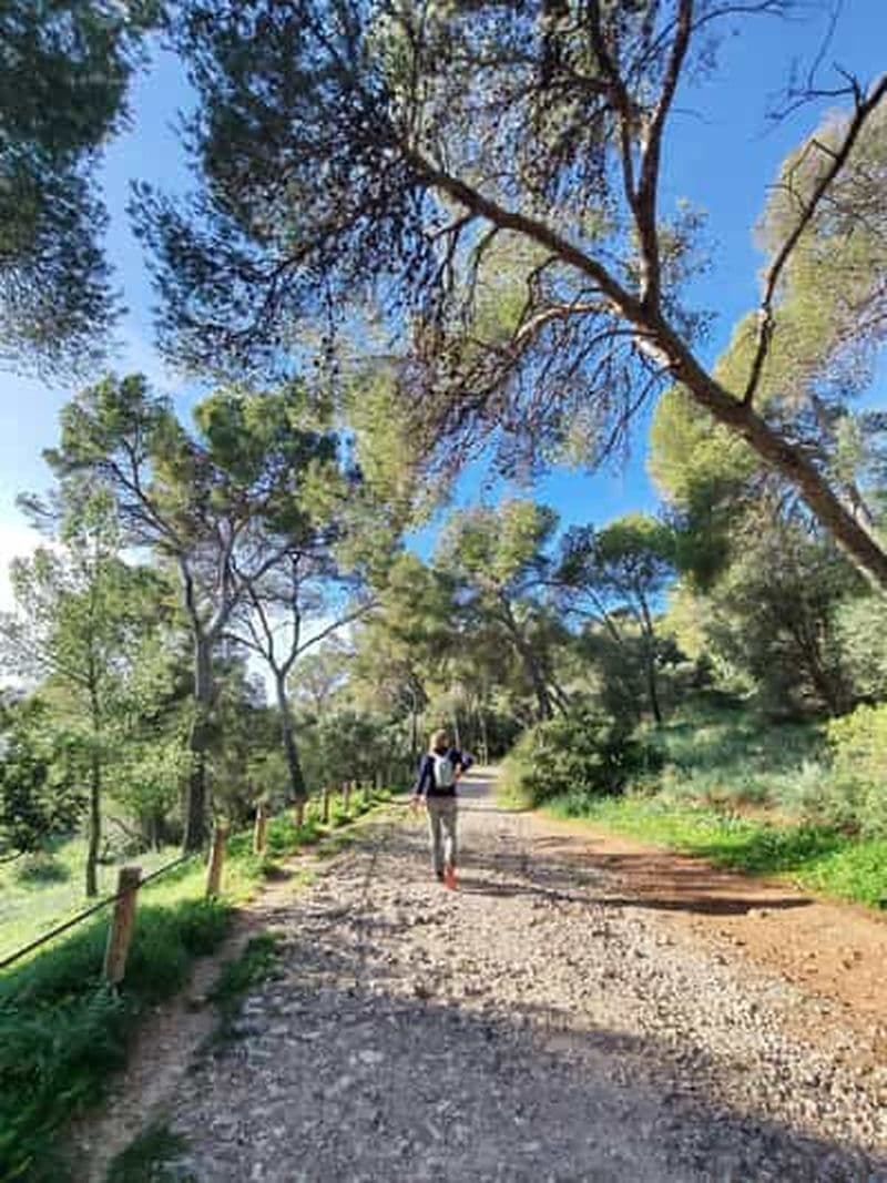 Billet Forêt de Palma et vieille ville : visite en vélo électrique et randonnée au château de Bellver
