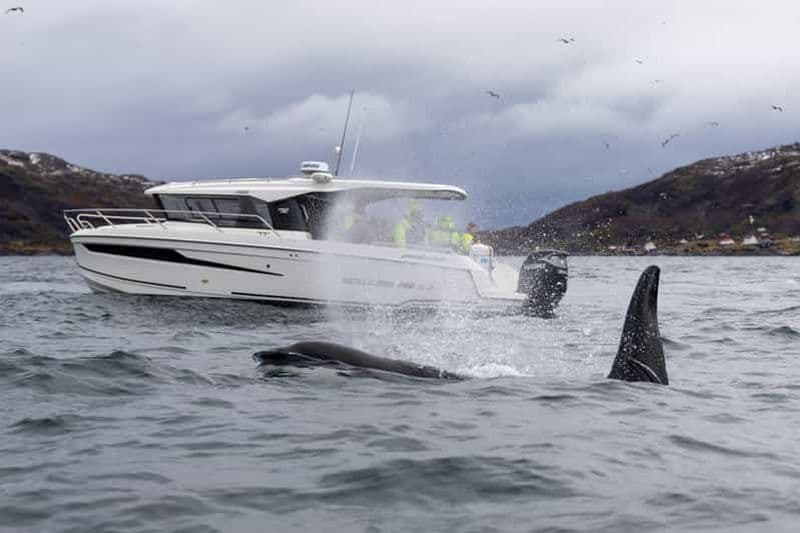 Billet Tromsø : excursion d'observation des baleines en bateau à Skjervøy