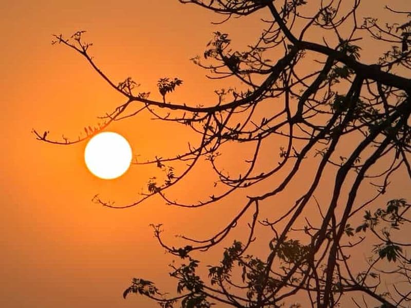 Billet Safari dans la jungle de Chitwan - Circuit tout compris de 3 jours à Chitwan