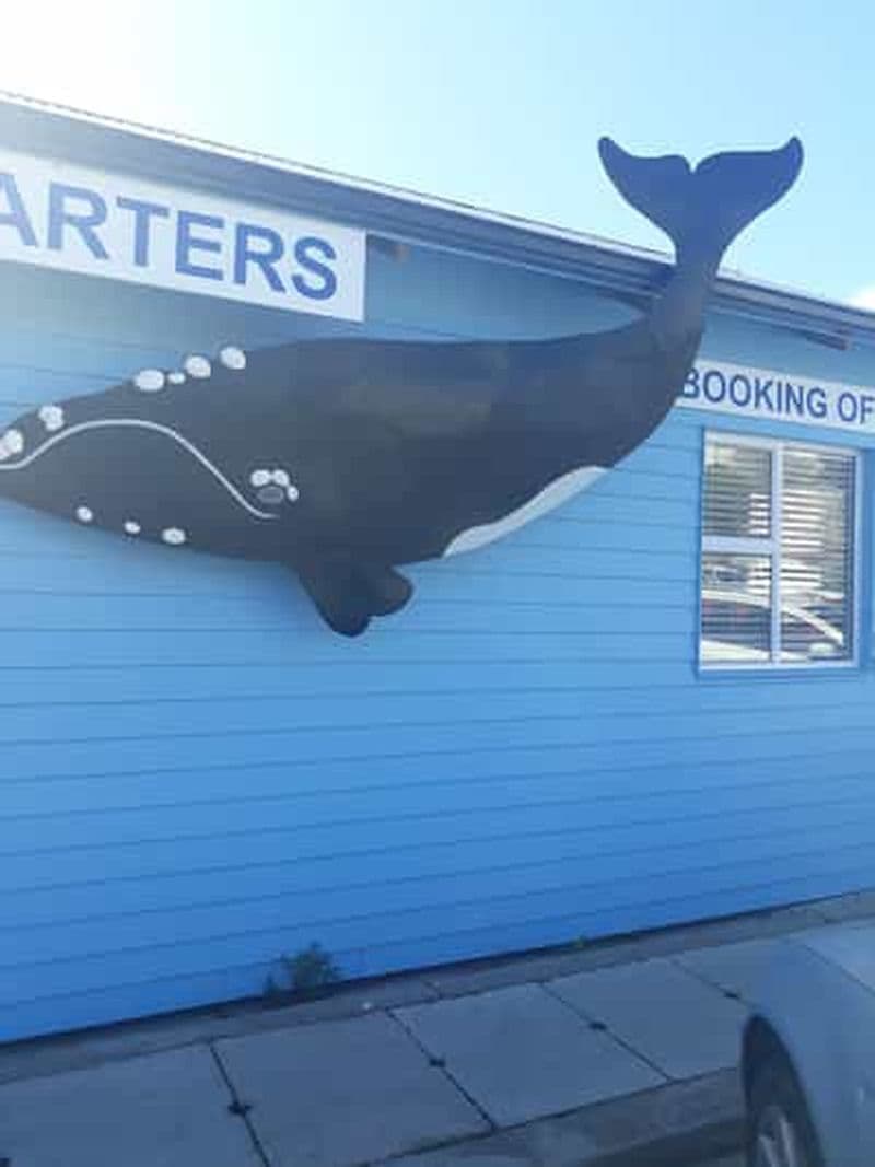 Billet Depuis Le Cap : Observation de baleines à Hermanus et dégustation de vin