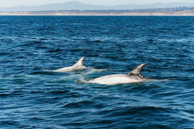 Billet Baie de Monterey : Observation des baleines