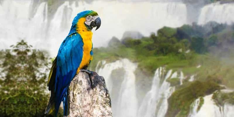 Billet Puerto Iguazu : Visite des chutes d'Iguaza, du côté brésilien et du parc ornithologique