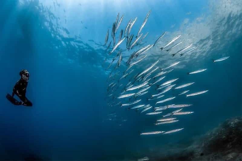 Billet Sorrente : Excursion matinale de plongée en apnée avec un biologiste marin.