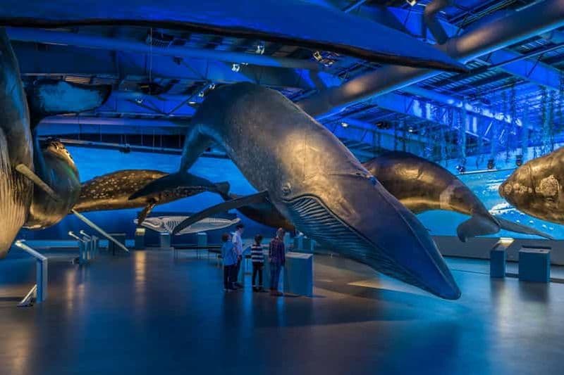Billet Reykjavik : Billet d'entrée pour le musée des baleines d'Islande