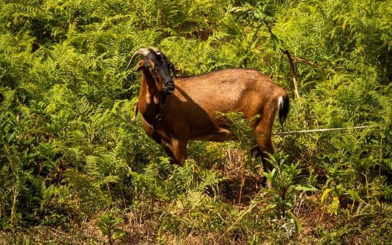 Billet São Pedro do Sul : Route de la Chèvre et du Loup