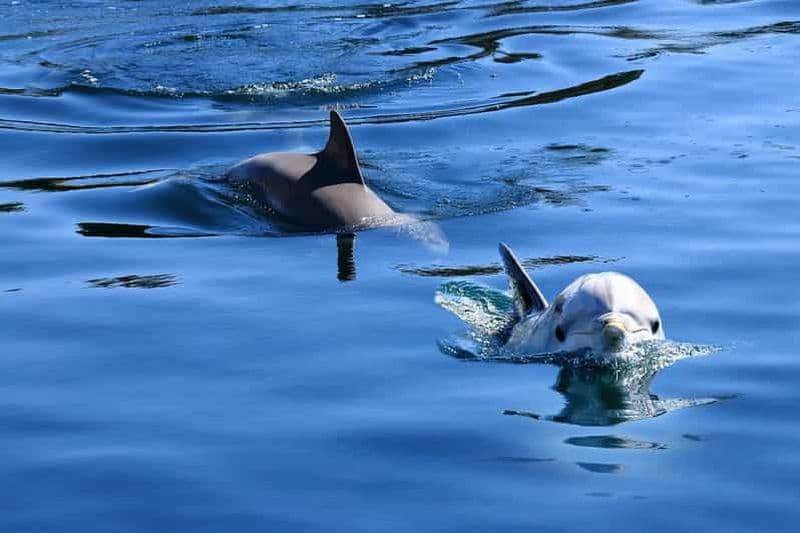 Billet Pula : Visite privée des dauphins et du coucher de soleil avec dîner et boissons