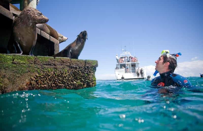 Billet Sorrente : croisière avec plongée libre parmi les dauphins et les phoques, déjeuner compris