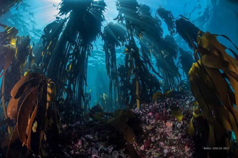 Billet Le Cap ; plongée sous-marine dans la forêt de Kelp