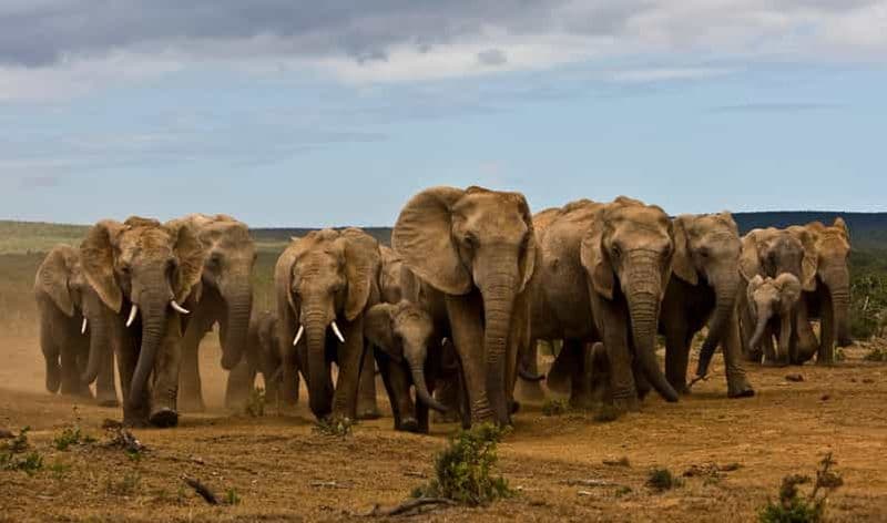 Billet Safari tout compris d'une journée complète avec déjeuner braai traditionnel