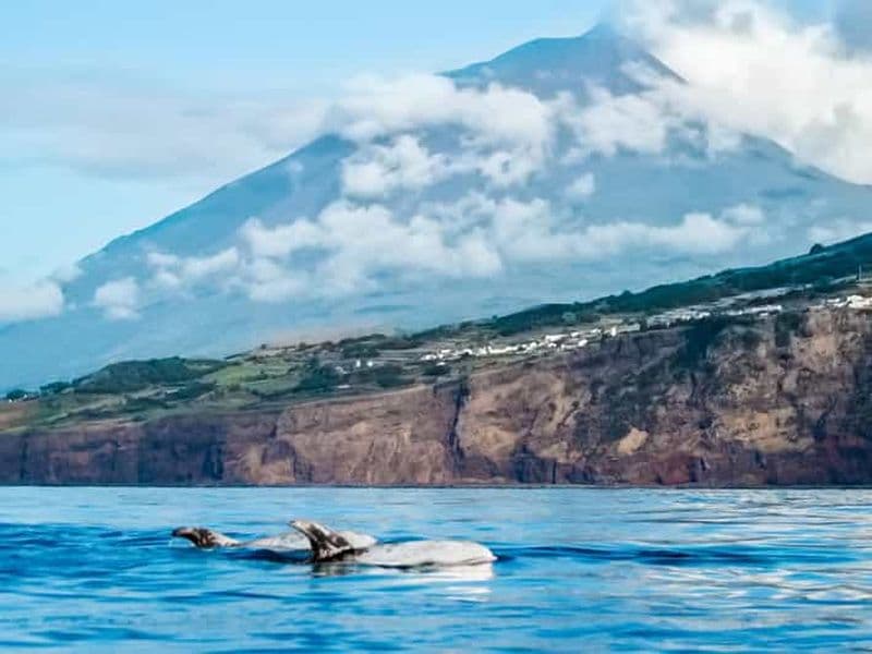 Billet Île de Pico : observation des baleines au large de Lajes do Pico