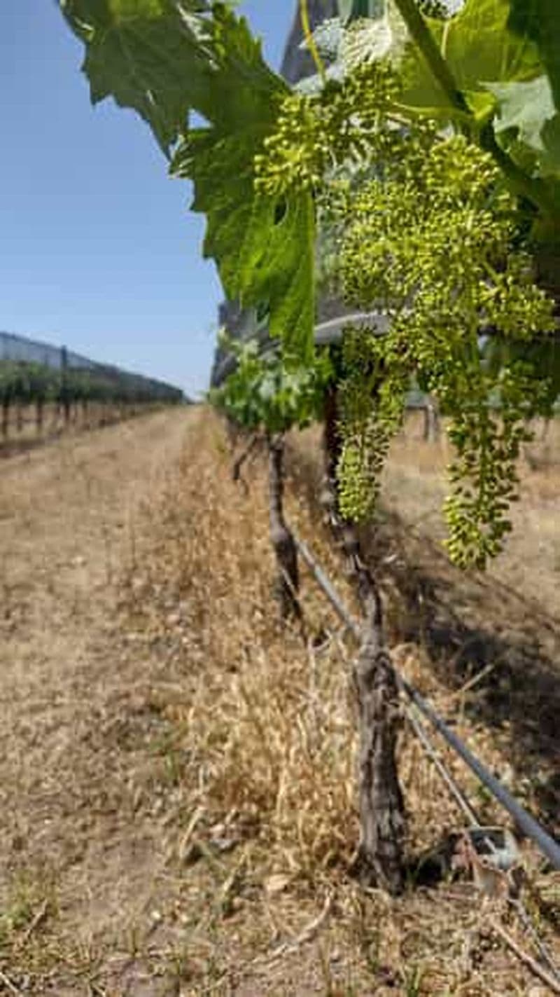 Billet Cordoue : Wine Tour Privado a Colonia Caroya - Día completo