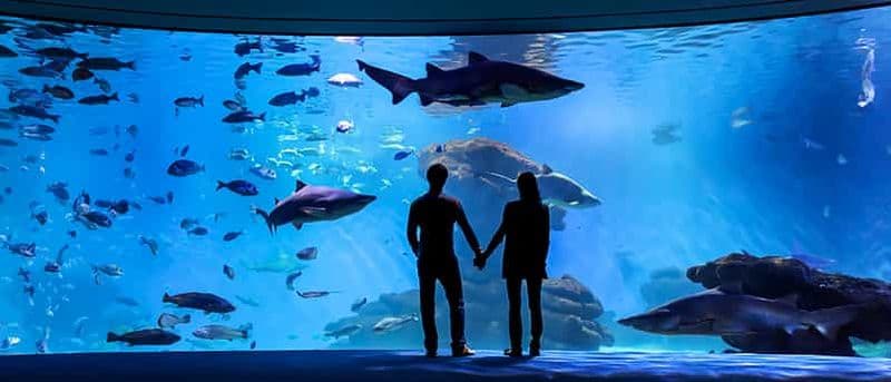 Billet Majorque : billet d'entrée pour l'aquarium de Palma avec option cinéma 3D