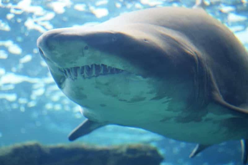 Billet Visite de la ville d'Héraklion - du marché et du crétaquarium au départ d'Héraklion